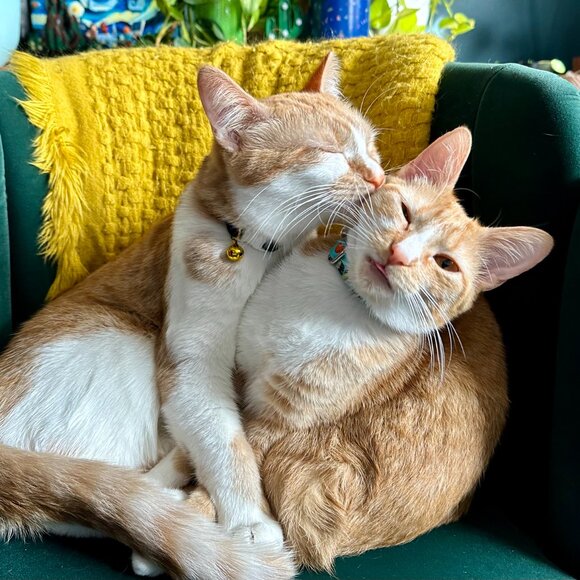 Meet your Posher, Amy - Picture 2 of 6